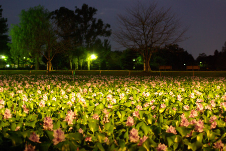 ファイル nature20090923_4-3.jpg