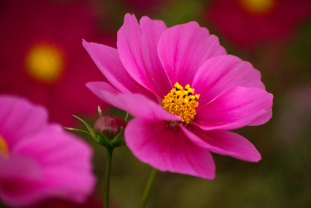 ファイル nature20091024_4-5.jpg